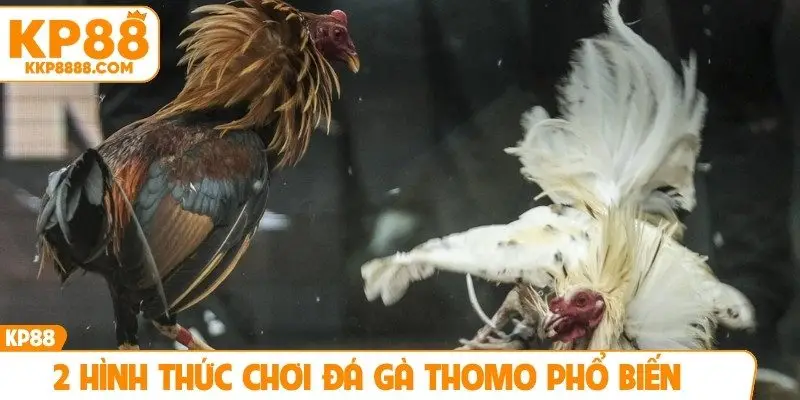 2 hình thức chơi đá gà Thomo phổ biến