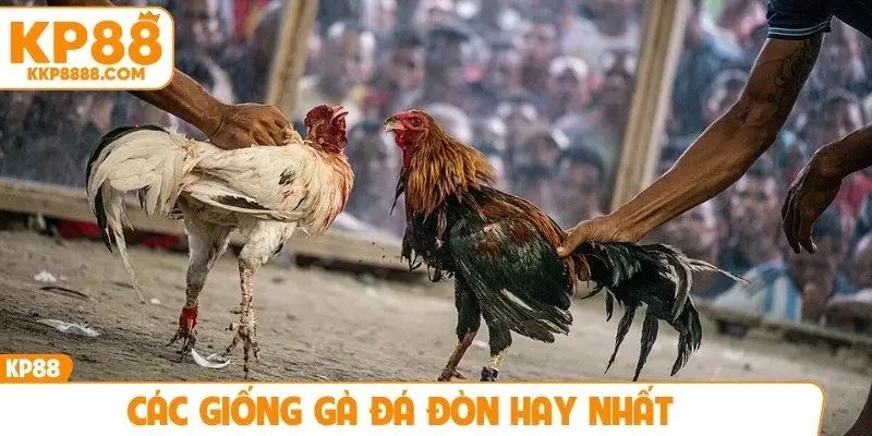 Các giống gà đá đòn hay nhất