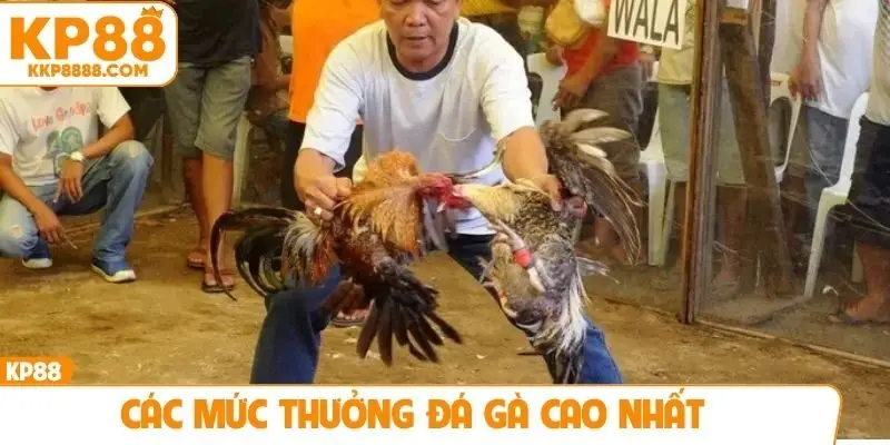 Các mức thưởng đá gà cao nhất