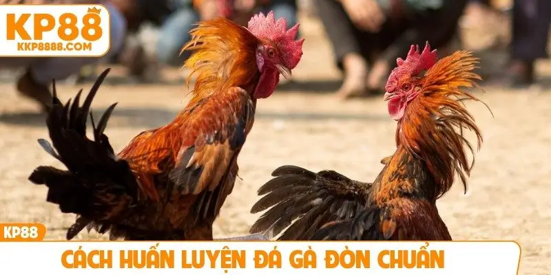Cách huấn luyện đá gà đòn chuẩn