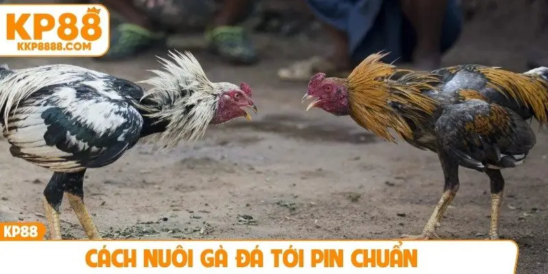 Cách nuôi gà đá tới pin chuẩn