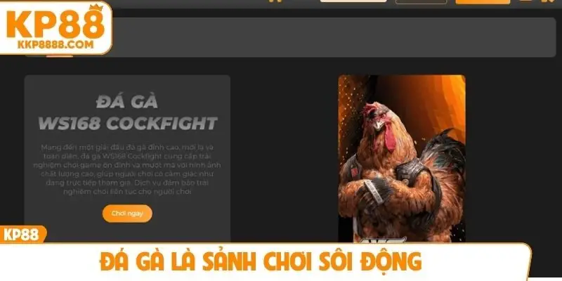 Đá gà là sảnh chơi sôi động