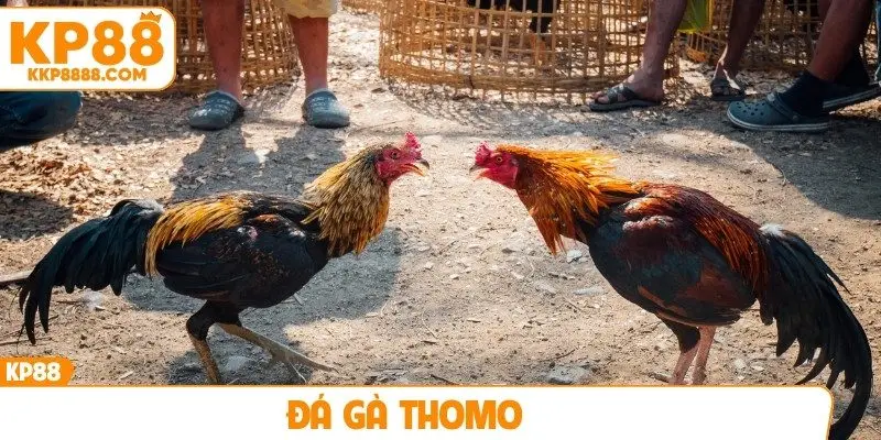 Đá gà Thomo