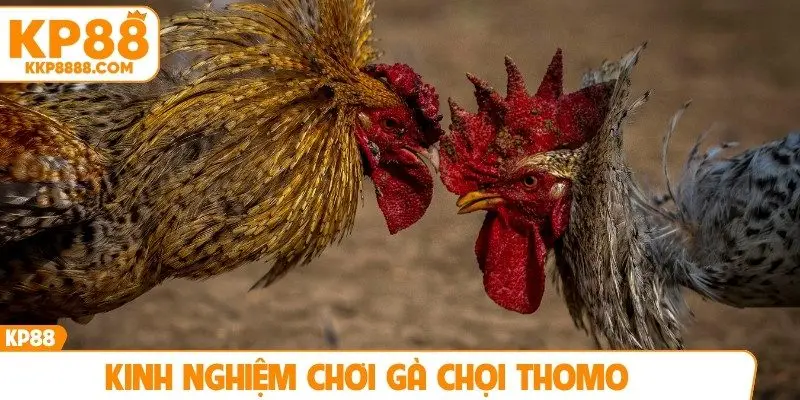 Kinh nghiệm chơi gà chọi Thomo