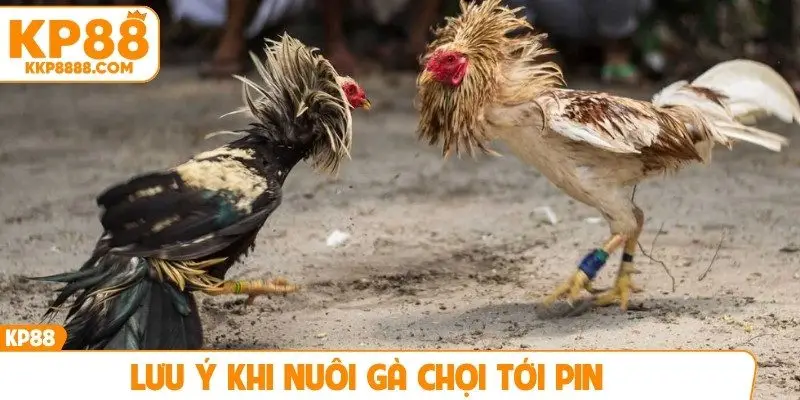 Lưu ý khi nuôi gà chọi tới pin