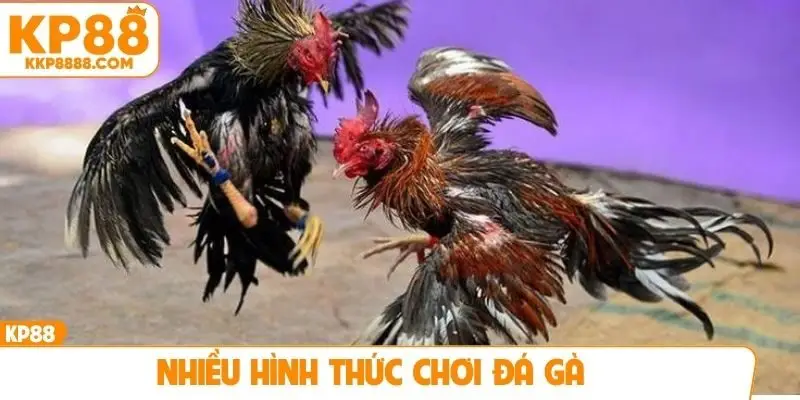 Nhiều hình thức chơi đá gà