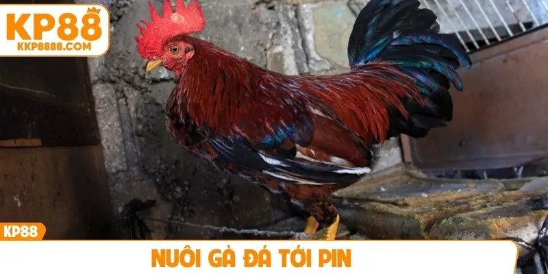 Nuôi gà đá tới pin
