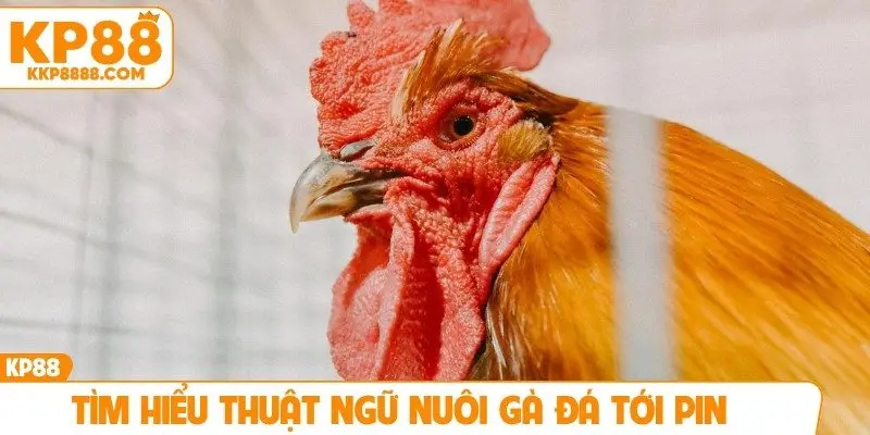 Tìm hiểu thuật ngữ nuôi gà đá tới pin