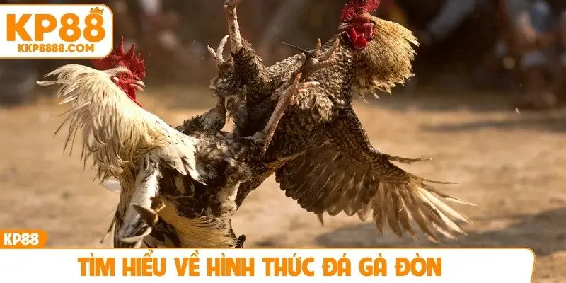 Tìm hiểu về hình thức đá gà đòn