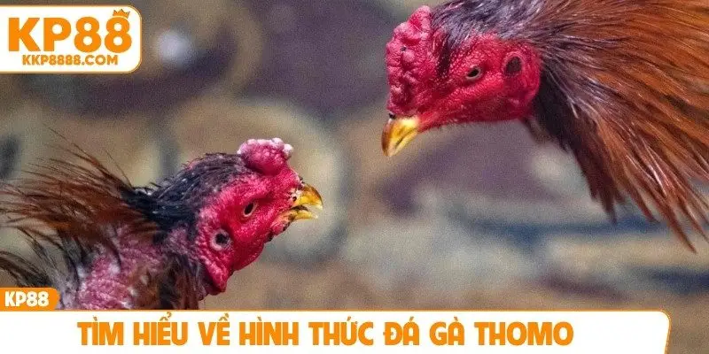 Tìm hiểu về hình thức đá gà Thomo